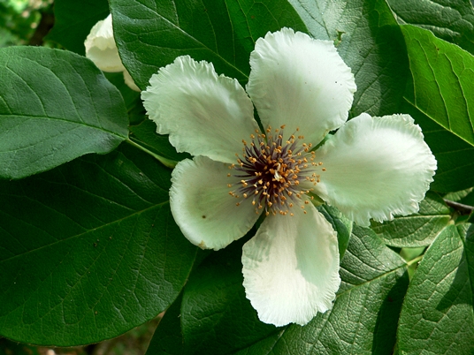 {Stewartia ovata}